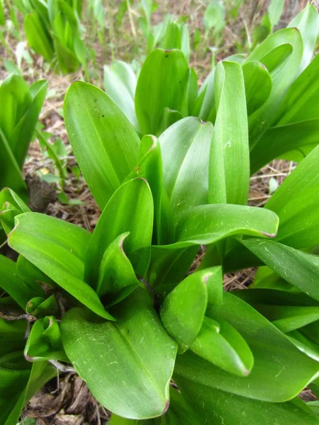 Colchicum Otoñal Grandes Hojas Verdes Finales Primavera Principios Verano Antes —  Fotos de Stock