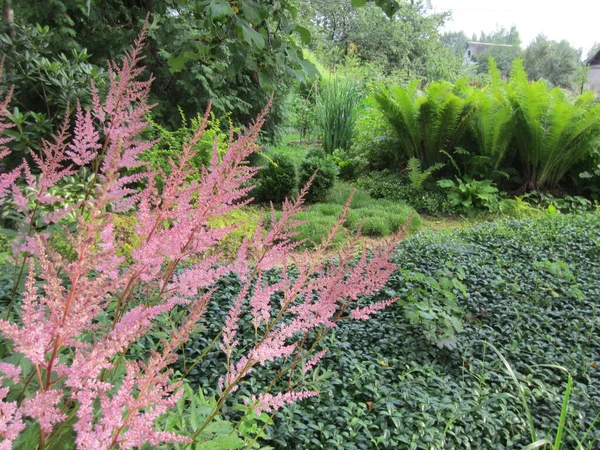Bahçenin arka planında parlak pembe bir Astilbe 'nin çiçeklenmesinin başlangıcı.