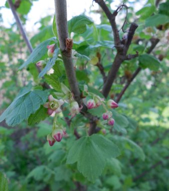 İlkbaharda siyah florasan (Ribes nigrum L.) enfeksiyonları.