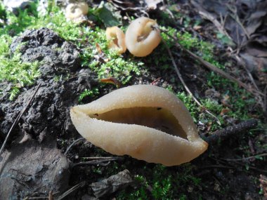 Mantarlı Tarzetta Catinus beyaz ya da krem rengi, bacağı olmayan ve bir çukur kapaklı..