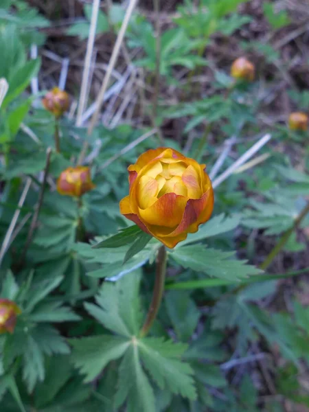 Orange Reddish Trollius Flowers Background Green Leaves — Stock Photo, Image