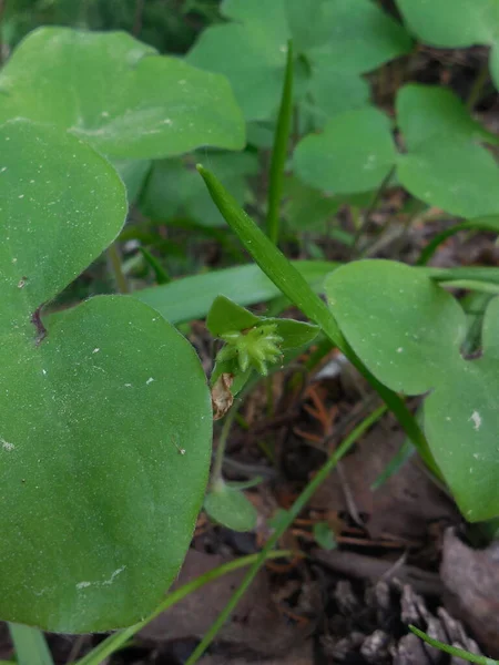 Eine Mehrjährige Pflanze Aus Gärten Und Wäldern Hepatica Nobilis Ist — Stockfoto