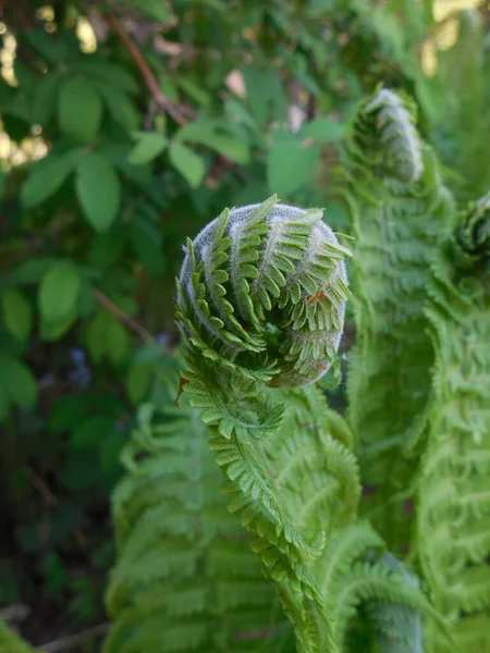 식물들의 배경에 양치식물 시아스 의꼬인 — 스톡 사진