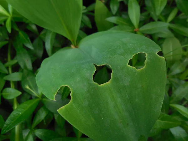 Lírio Vale Convallaria Majalis Danificado Por Uma Lagarta Praga Jardim — Fotografia de Stock