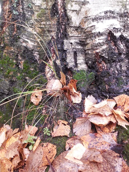 Moss Fallen Leaves Grass Drying Autumn Next Trunk Large Birch — Zdjęcie stockowe