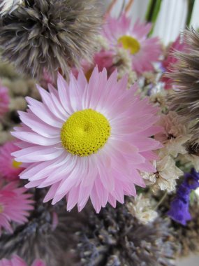 Kuru pembe akroklinyumun (Helipterum) diğer kurumuş bitkilerle dolu bir bukette kuru pembe infloresansı..