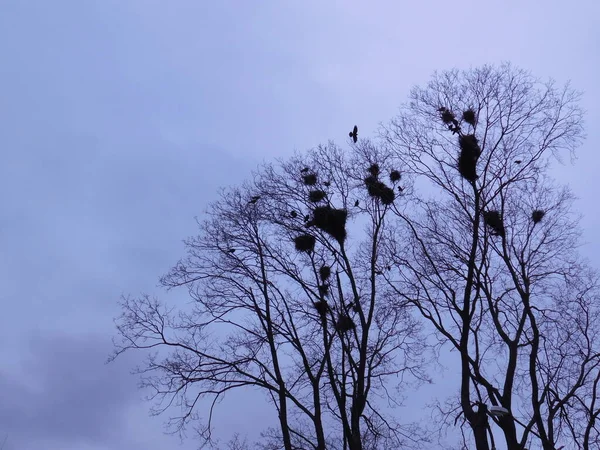 Rooks在高大的树冠上筑巢 Corvus Frugilegus — 图库照片