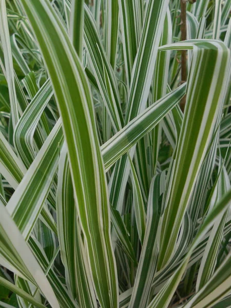 Decorative Herb Phalaris White Green Stripes Leaves — Stock Photo, Image
