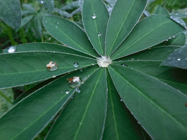 Uzun Ömürlü Bir Bitki Olan Lupinus Güzel Bir Yaprağı Üzerinde — Stok fotoğraf