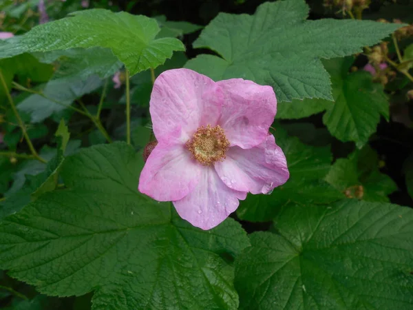 大きな葉の背景にある低木 ラズベリー のピンク色の花 ルバス臭み カエデに似ています — ストック写真
