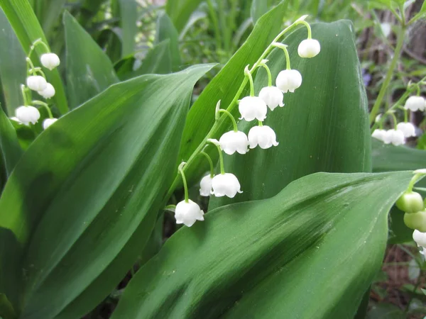 Λευκό Κομψό Ταξιανθία Convallaria Majalis Lily — Φωτογραφία Αρχείου