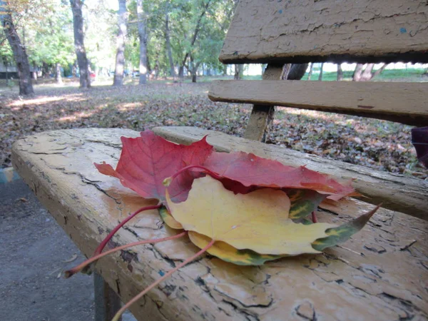 Een Paar Kleurrijke Esdoorn Bladeren Liggen Een Oude Stadsbank Herfst — Stockfoto