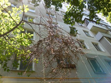 Anormal morfogenezi olan bir kiraz tacı parçası, mutasyon. İnce ve kısa dallardan oluşan bir kümeye cadı süpürgesi denir..