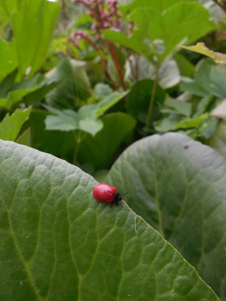Beautiful Bright Red Beetle Melasoma Chrysomela Tremulae Sits Edge Green — Stock Photo, Image