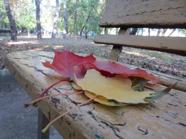 Few Colorful Maple Leaves Lie Old City Bench Fall — Stock Photo, Image