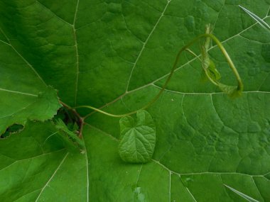 Büyük bir Petasite yaprağı ve arka planında Convolvulus arvensis tarlasının küçük yaprakları var..