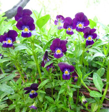 Vahşi menekşe, nonoşlar (Viola tricolor) menekşe (Vinca minor) arka planına karşı bolca çiçek açar).