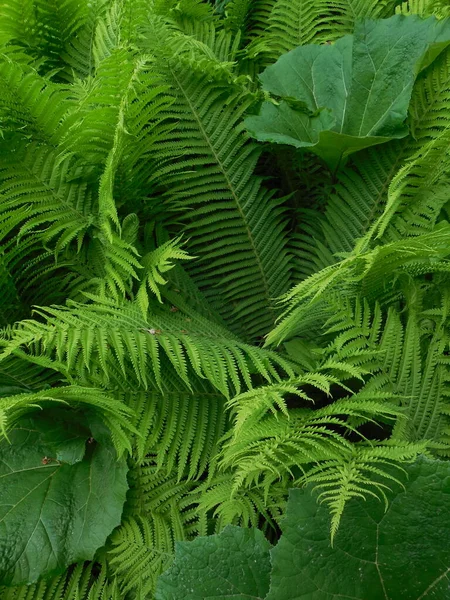 Vackra Öppningar Rika Gröna Blad Ormbunken Matteuccia Struthiopteris — Stockfoto