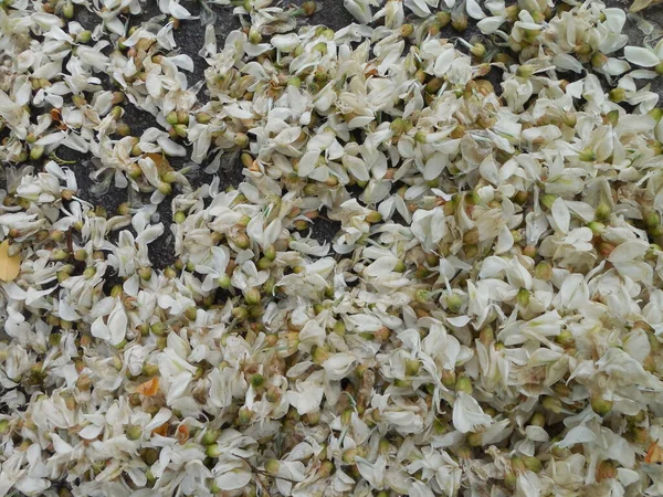 White Acacia Robinia Pseudoacacia Has Faded Petals Have Fallen Lie — Stock Photo, Image