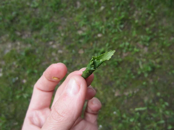 Birch Leaves Twisted Tube Twists Leaves Mathematical Beetle Birch Chimney — Stock Photo, Image