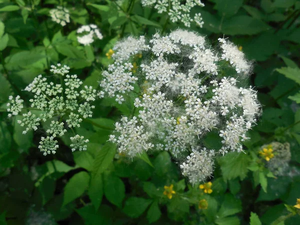 黑绿叶背景下的斯奈蒂白花开花结果 Aegopodium Podagraria — 图库照片