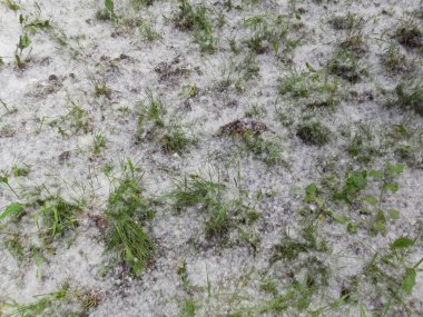Kavak tohumları (populus) çimenlikteki çimlerin arasında beyaz olarak..
