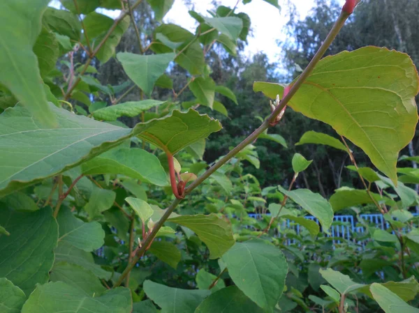 Sakhalin Mountaineer Rainutria Siberian Bamboo Polygonum Sachalinense Thickets Rapidly Growing — Stock Photo, Image