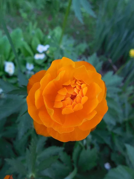 园林植物绿叶的背景下 开了许多鲜亮的橙红色郁金香花 — 图库照片