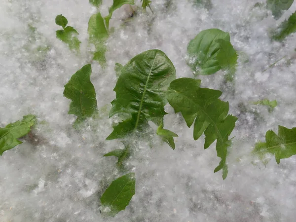 Graines Peuplier Populus Avec Duvet Blanc Feuilles Pissenlit Taraxacum — Photo