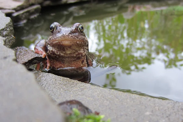 Travní Žába Rana Temporaria Vyhlíží Vody Zpoza Kamenného Rámu Okrasného — Stock fotografie