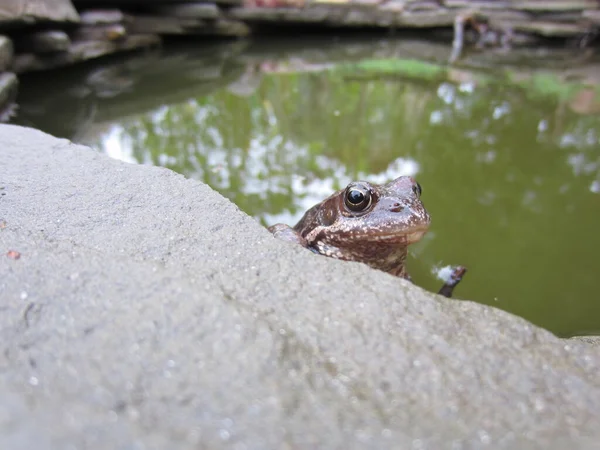 Travní Žába Rana Temporaria Vyhlíží Vody Zpoza Kamenného Rámu Okrasného — Stock fotografie