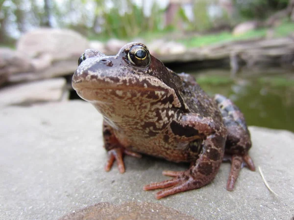 一只美丽的大草蛙 Rana Temporaria 坐在花园池塘边的岩石上 — 图库照片