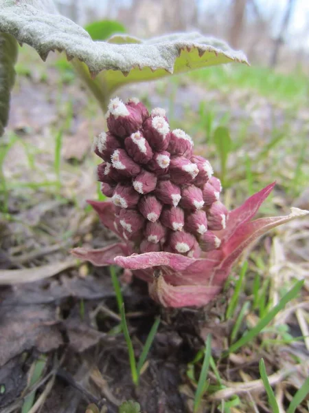 Der Junge Blütenstand Der Mehrjährigen Krautigen Pflanze Belokopytnik Petasiten Frühling — Stockfoto