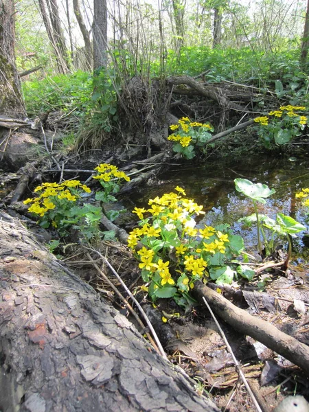 Fioritura Giallo Brillante Caltha Palude Selvatica Caltha Palustris Sulla Riva — Foto Stock