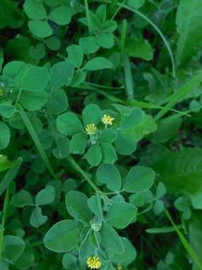 Yeşil yapraklardan oluşan bir zemin üzerinde orak yonca (Medicago falcata) küçük sarı infloresces.