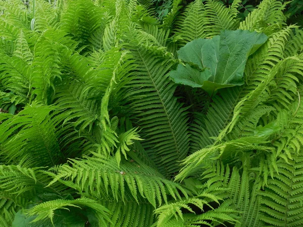 Vackra Öppningar Rika Gröna Blad Ormbunken Matteuccia Struthiopteris Och Stor — Stockfoto