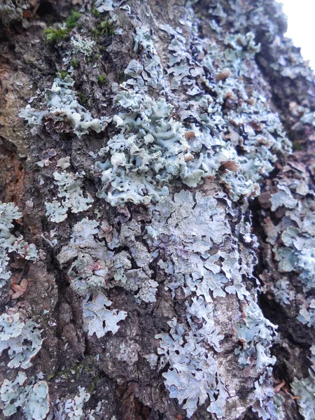 Gris Argenté Avec Une Teinte Bleue Lichen Sur Écorce Sombre — Photo