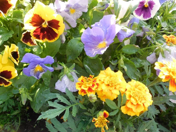 Delicati Fiori Viola Wittrokiana Calendule Giallo Brillante Tagete Nel Giardino Foto Stock