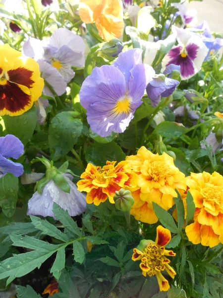 Delicadas Flores Viola Wittrokiana Calêndulas Amarelas Brilhantes Tagetes Jardim Das — Fotografia de Stock
