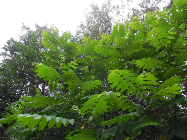 Duże Piękne Liście Pióra Koronie Mandżurskiego Drzewa Orzechowego Juglans Mandshurica — Zdjęcie stockowe