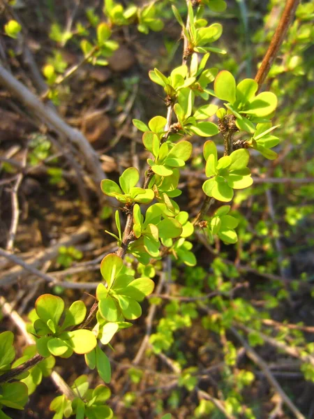 Yellow Leaved Barberry Berberis Aurea Spring Leaves Have Started Grow — Stock Photo, Image