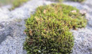 Çok eski bir beton yapının koyu, kumlu yüzeyi yosunlarla kaplıydı..
