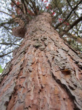 Çam ağacının kabuğu (Pinus) büyüktür..