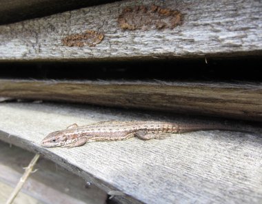 Küçük gri-kahverengi renkli canlı bir kertenkele (Zootoca vivivipara) eski kalasların üzerinde güneşlenir..