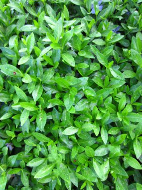 Menekşe (Vinca) sürekli filizlenen bir halı ve yerde ebedi yeşil yapraklar oluşturur..