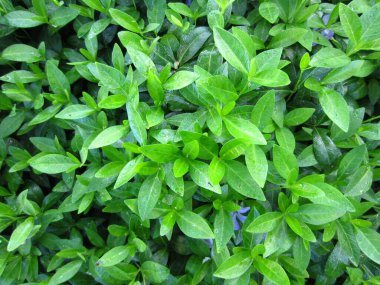 Menekşe (Vinca) sürekli filizlenen bir halı ve yerde ebedi yeşil yapraklar oluşturur..