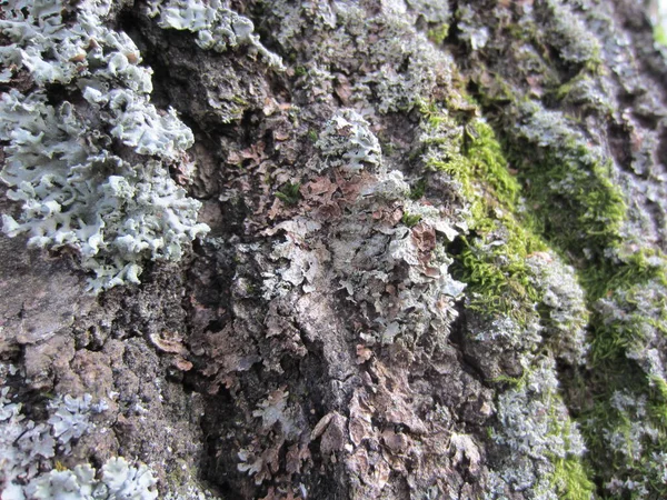 Muschio Lichene Sulla Corteccia Rilievo Betulla — Foto Stock