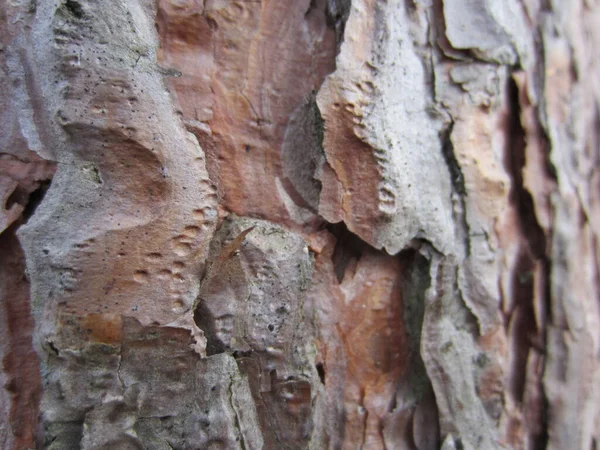 Kufer Starej Leśnej Sosny Pinus Sylvestris Lekką Piękną Pękającą Korą — Zdjęcie stockowe