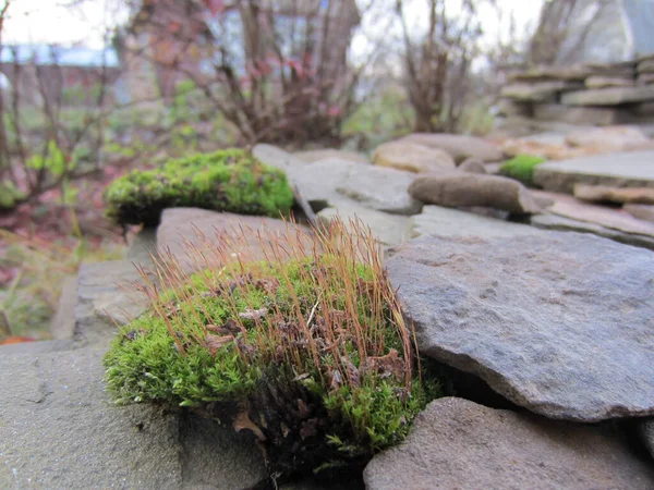Zielony Kwitnący Mech Płaskich Ułożonych Kamieniach Ogrodzie — Zdjęcie stockowe