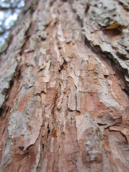 Kufer Starej Leśnej Sosny Pinus Sylvestris Lekką Piękną Pękającą Korą — Zdjęcie stockowe